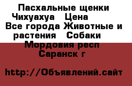 Пасхальные щенки Чихуахуа › Цена ­ 400 - Все города Животные и растения » Собаки   . Мордовия респ.,Саранск г.